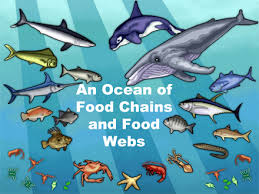 Third Grade Science Aquatic Food Chain Create Webquest