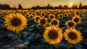 #digital digital art #artwork #illustration #minimalism #simple simple background #nature #landscape #sky #skyscape #animals #wolf #trees #forest #mountains #sun. Sunflowers 2048 1152 Nature Hd Wallpapers Hd Desktop Wallpapers Hd Mobile Phones Wallpapers