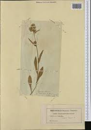 Image result for Eschenbachia gouanii