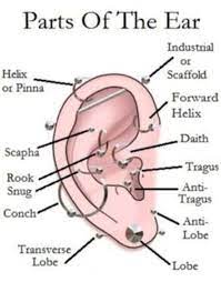 Ear Piecing Names Ear Piercings Ear Piercings Chart Piercings