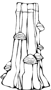 Malvorlagen Baumstamm Coloring And Malvorlagan