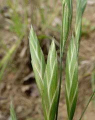 Image result for Pseudobromus