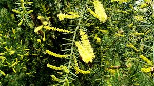 Image result for Acacia davyi