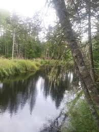 Maine Land With a Stream for Sale - 88 ...