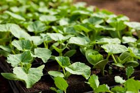 A good growing medium is critical for root establishment. 15 Zucchini Growing Mistakes New Gardeners Often Make Gardening