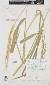 Image result for Oryza longistaminata