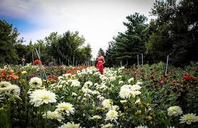 Looking for a grocery store near you that does grocery delivery or pickup in washington, dc? Flower Delivery In Washington D C Groupon
