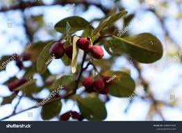 Image result for Cryptocarya