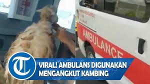 Kunci gitar gamma1 hidup segan mati tak mau. Chord Dan Lirik Lagu Istana Bintang Setia Band Kunci Gitar Dasar C Tribun Manado