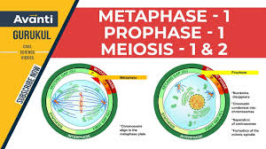 In some species, cells enter a brief interphase, or interkinesis, before entering meiosis ii. Metaphase 1 Prophase 1 Meiosis 1 2 Cell Cycle And Cell Division Class 11 Biology Youtube