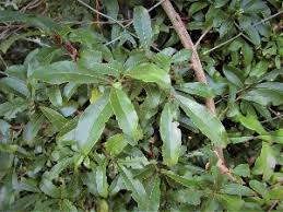 Image result for Cordia senegalensis