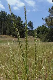 Image result for Lolium multiflorum