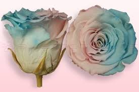 Check spelling or type a new query. Preserved Roses