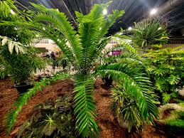 Image result for Encephalartos chimanimaniensis