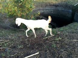 But they are raised mainly for meat production, because of their finest quality meat. Sojat Goat Rajasthani Sojat à¤¸ à¤°à¤œà¤¤ à¤¬à¤•à¤° à¤¸ à¤œà¤¤ à¤¬à¤•à¤° à¤¸ à¤œà¤¤ à¤— à¤Ÿ Bukhari S Goat Farm And Training Centre Gadhinglaj Id 19052554633