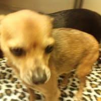 Found animals do not go to austin pets alive, austin humane society, or anywhere other than austin animal center, located at 7201 levander loop. Available Pets At Austin Animal Center In Austin Texas Chihuahuas For Adoption Chihuahua Pets