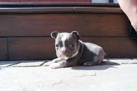A teeny tiny french bulldog puppy who was given the name augustus , but goes by auggie, is a sweet little guy who could use a bit of help. French Bulldog Puppies For Adoption And For Re Home Home Facebook