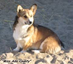 Hi, my name is micki, a few years ago my daughter kept bugging me for a puppy, we had just moved from oklahoma to borger, texas. Unborn Akc Pembroke Welsh Corgi Puppies For Sale In Carroll Station Nevada Classified Americanlisted Com