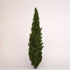 3d Italian Cypress Tree Model Italian Cypress Trees Italian Cypress Cypress Trees