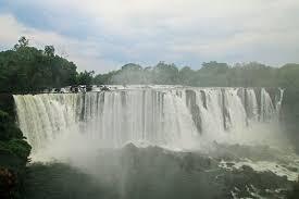 Image result for Zygotritonia