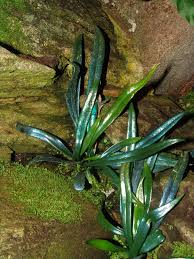 Image result for Microsorum pappei