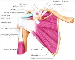 Three bones come together at the shoulder joint. Anatomy Of The Shoulder Complex Download Scientific Diagram