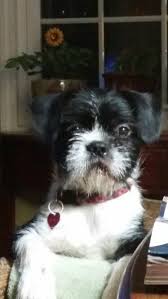 Shih Tzu Terrier Mix Black And Brown Boston Terrier Shih Tzu Mix Pretty Animals Dogs And Puppies Animals