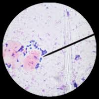 Companion pet clinic of beaverton is your local veterinarian in beaverton serving all of your needs. Pet Allergy And Ear Care In Beaverton Or Animal Allergy And Ear Clinic