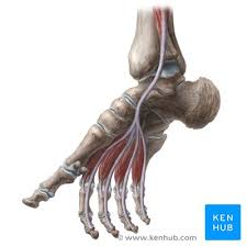 Ligaments are structurally similar to tendons that connect bones to other bones and tightly bind bones together and resist stress. Ankle And Foot Anatomy Bones Joints Muscles Kenhub