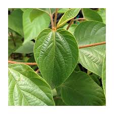 Image result for Hovenia