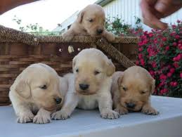 These puppies are so very beautiful! Akc Golden Retriever Puppies For Sale In Royse City Texas Classified Americanlisted Com