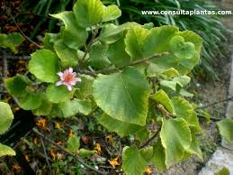 Image result for Grewia praecox