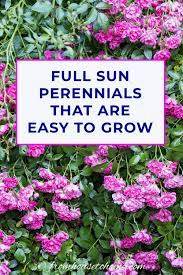 Full Sun Perennials 10 Beautiful Low Maintenance Plants That Thrive In The Sun Full Sun Perennials Sun Perennials Easy Care Plants