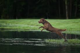 Maybe you would like to learn more about one of these? Chesapeake Bay Retriever Dog Breed Information