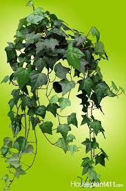 English Ivy Plant Plant Care Tips Houseplant411 Com Houseplant 411 How To Identify And Care For Houseplant Ivy Plants Ivy Plant Indoor English Ivy Plant