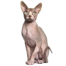 However, there are several factors that can affect a sphynx's lifespan. Sphynx Cat Pet Insurance Compare Plans Prices