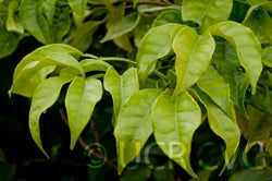 Image result for Citropsis