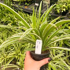 Image result for Chlorophytum bowkeri