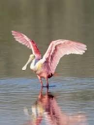 Birds For Sale In Florida Roseate Spoonbill Ding Darling Nwr Fl By Stan Osolinski Bird Poster Birds Beautiful Birds