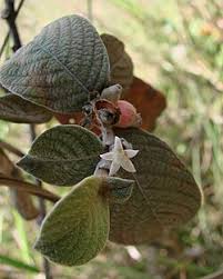 Image result for Sabicea