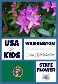 Description of rhododendron 'frank galsworthy'seed parent x pollen parent: Coast Rhododendron Facts Archives Usa Facts For Kids