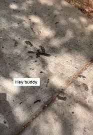 Bird Bouncing Golf Ball On Concrete Little Help Human Video In 2020 Cute Baby Animals Cute Funny Animals Funny Animal Videos