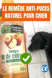 Epingle Sur Astuces Pour Chiens Chats
