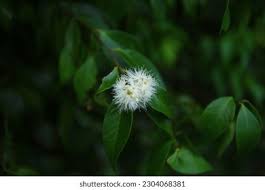 Image result for Strychnos usambarensis