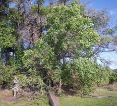 Image result for Paropsia brazzeana