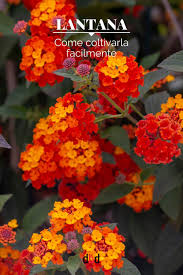 La frailea è una pianta grassa appartenente alla famiglia delle cactaceae. Come Coltivare Facilmente La Lantana Piante Rampicanti Fiorite Coltivare Idee Giardino Piante Grasse