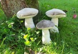 Pilze Handmade Kultur Pilze Herbst Nahen Herbst Dekor Diy