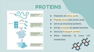 Maybe you would like to learn more about one of these? Chemical Components Of A Plant Cell Youtube