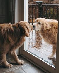 Iki Sevimli Golden Retriever In Muhtesem Dostlugu Farklifarkli Golden Retriever Retriever Kopek Turleri