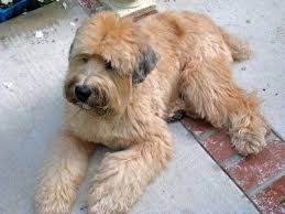 I Love This Dog I Love My Schnauzers But I Want One Of These Too Wheaten Terrier Soft Coated Wheaten Terrier Wheaten Terrier Puppy